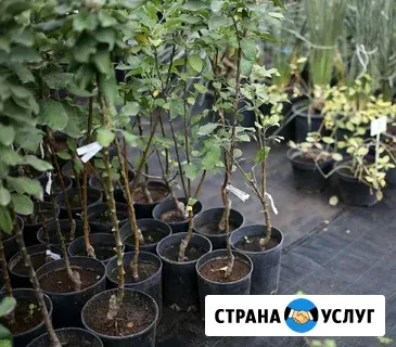 Саженцы плодовых деревьев Джубга кп - изображение 4