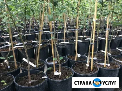 Саженцы плодовых деревьев Джубга кп - изображение 2