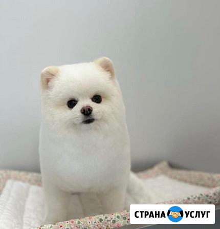Стррижка собак, выезд на дом Санкт-Петербург - изображение 5