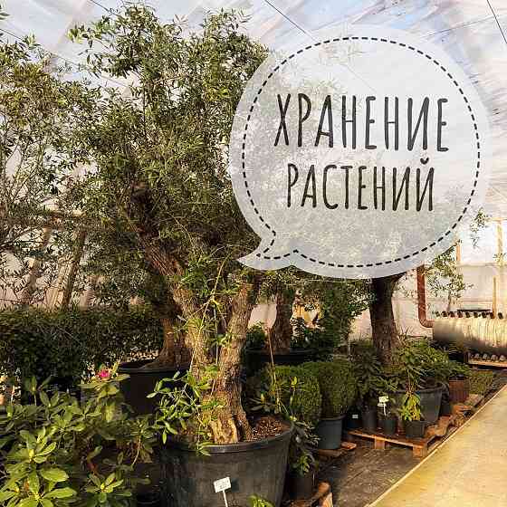 Хранение растений Санкт-Петербург Санкт-Петербург