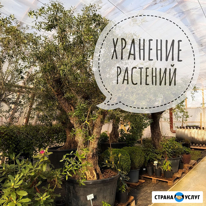 Хранение растений Санкт-Петербург Санкт-Петербург - изображение 1