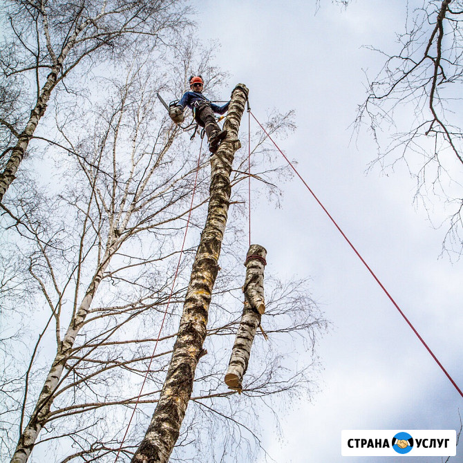 Спиливание, кронирование, аварийных деревьев расчистка Йошкар-Ола - изображение 1