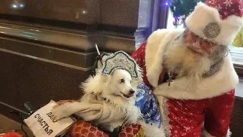 Дед Мороз, Снегурочка и милая собачка Эльф поздравление на дом Пермь