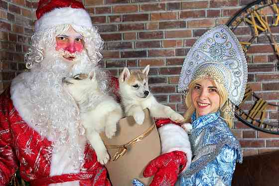 Дед Мороз, Снегурочка и милая собачка Эльф поздравление на дом Пермь