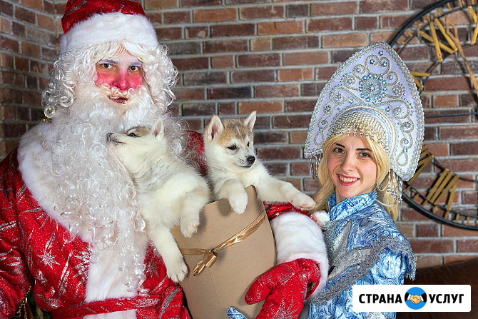 Дед Мороз, Снегурочка и милая собачка Эльф поздравление на дом Пермь - изображение 5