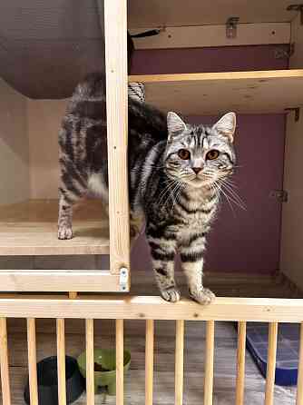 Передержка кошек. Астрахань Астрахань