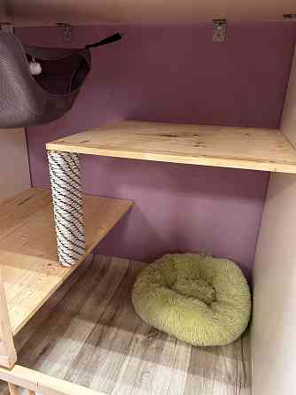 Передержка кошек. Астрахань Астрахань