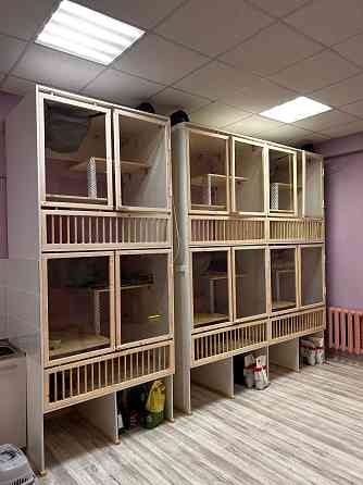 Передержка кошек. Астрахань Астрахань