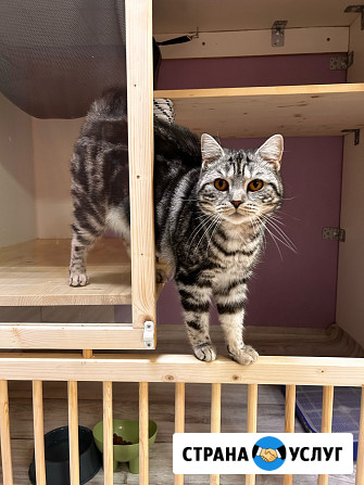 Передержка кошек. Астрахань Астрахань - изображение 2