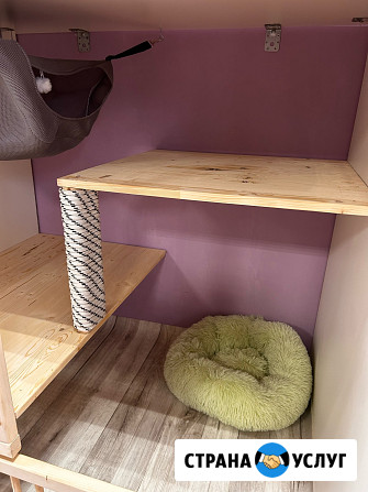 Передержка кошек. Астрахань Астрахань - изображение 4