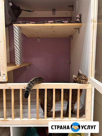 Передержка кошек. Астрахань Астрахань - изображение 3