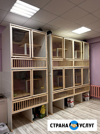 Передержка кошек. Астрахань Астрахань - изображение 1