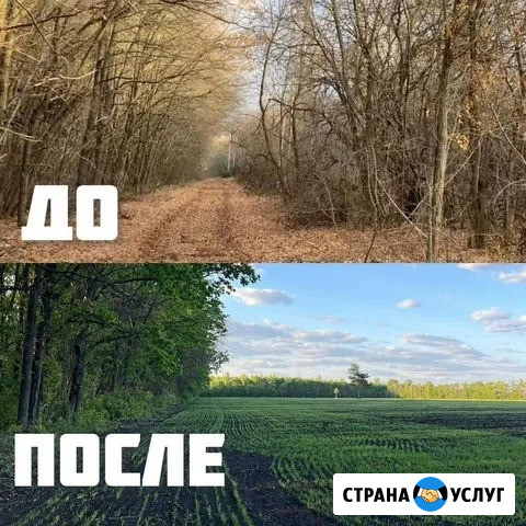 Расчистка территорий от деревьев и пней от 1 Га Липецк - изображение 5