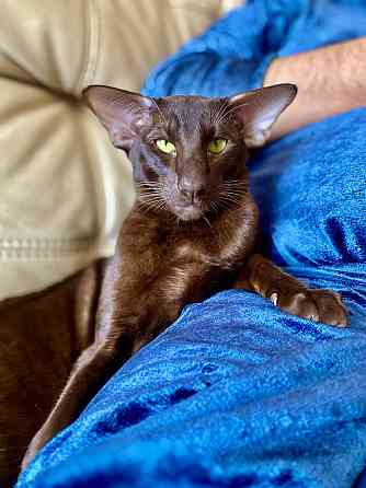 Кот Ориентальной породы приглашает кошечку на вязку Клин