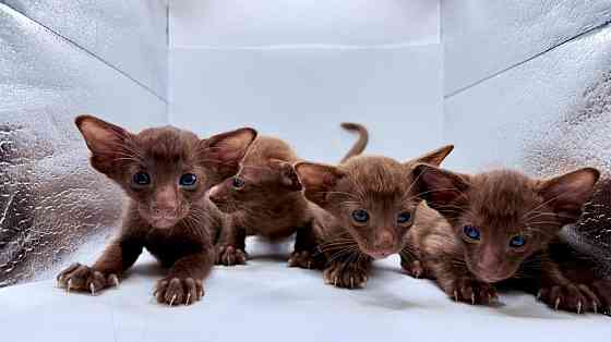 Кот Ориентальной породы приглашает кошечку на вязку Клин