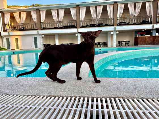 Кот Ориентальной породы приглашает кошечку на вязку Клин