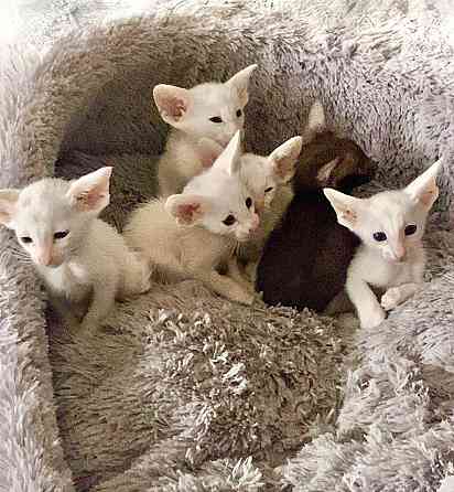 Кот Ориентальной породы приглашает кошечку на вязку Клин