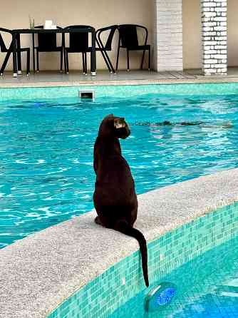 Кот Ориентальной породы приглашает кошечку на вязку Клин