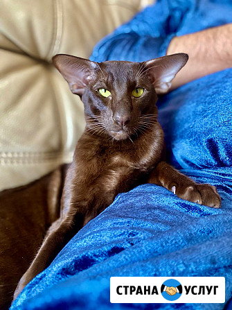 Кот Ориентальной породы приглашает кошечку на вязку Клин - изображение 2