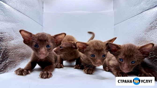 Кот Ориентальной породы приглашает кошечку на вязку Клин - изображение 4