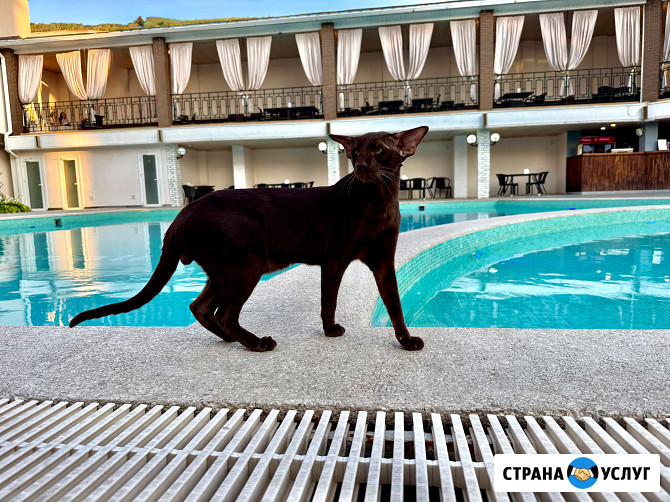 Кот Ориентальной породы приглашает кошечку на вязку Клин - изображение 1