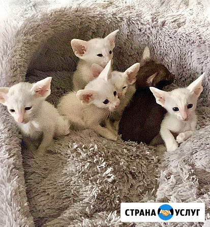 Кот Ориентальной породы приглашает кошечку на вязку Клин - изображение 5