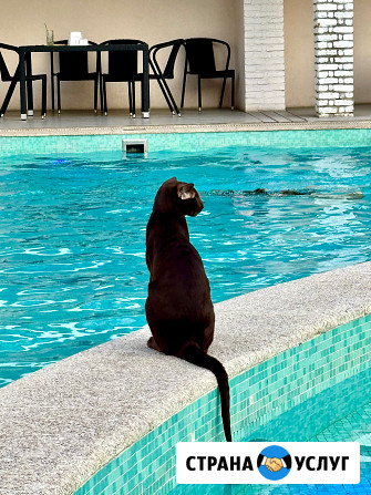 Кот Ориентальной породы приглашает кошечку на вязку Клин - изображение 3