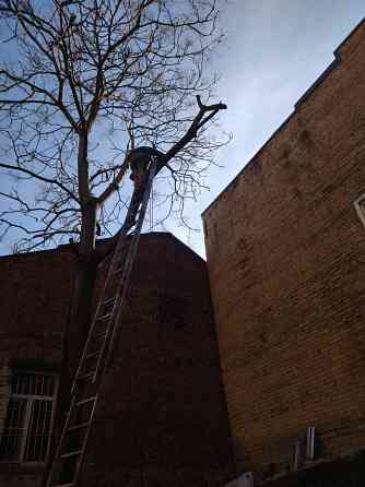 Спил деревьев Ростов-на-Дону