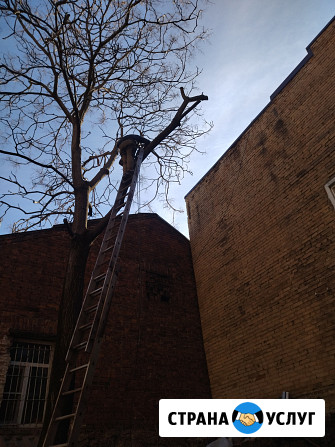 Спил деревьев Ростов-на-Дону - изображение 1