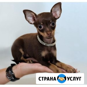Передержка мелких собак Магнитогорск - изображение 3